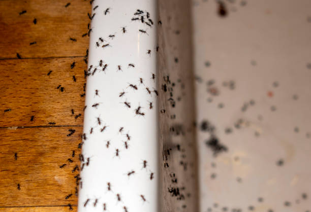 Best Local Pest Control Services  in Sparks, GA